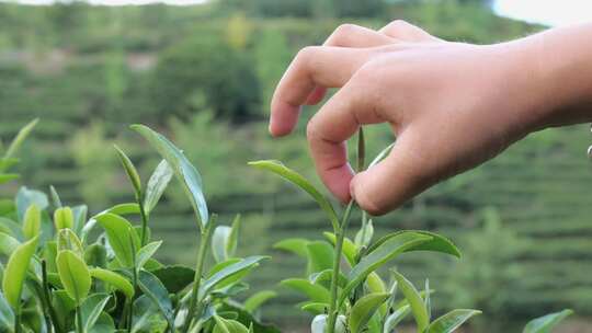 人物茶园采茶近景