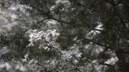 寒冷冬季公园松树雪花大雪空境升格