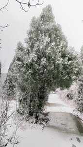 积雪覆盖树木的冬日雪景