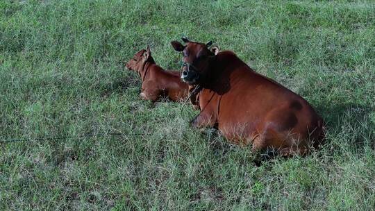 农田里悠闲吃草的黄牛