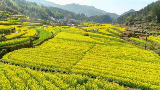 汪槎古村落油菜花