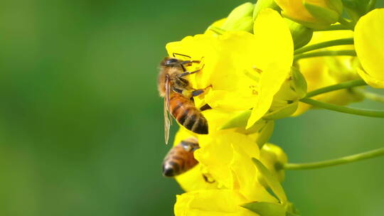 蜜蜂飞舞慢镜头特写