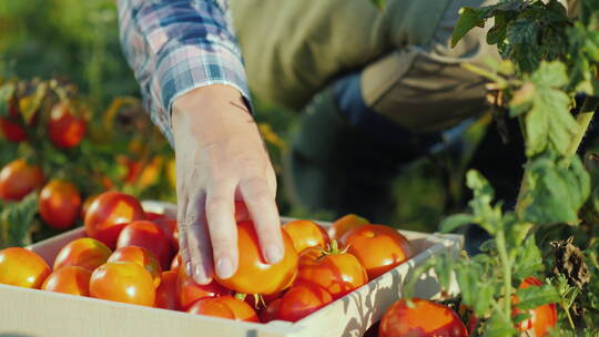果农采摘番茄的镜头