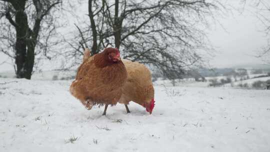 冬季雪地上觅食的鸡