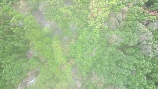 绿色植物森林迷雾航拍