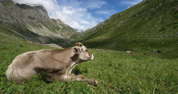 法国萨瓦阿尔卑斯山的牛