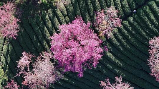 无量山樱花谷