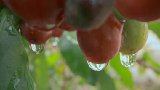 乡村振兴农业种植视频果园咖啡果水滴特写