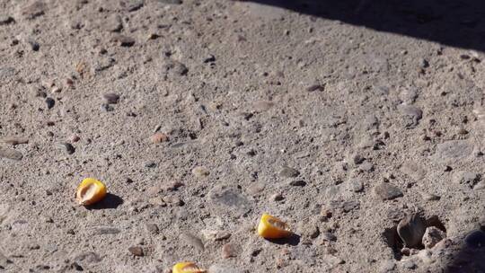 【镜头合集】发霉的玉米散落的玉米粒