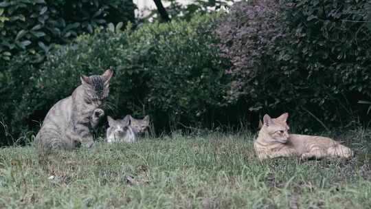 4K拍摄户外猫咪家庭