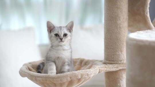 可爱的短发小猫在猫塔上玩耍