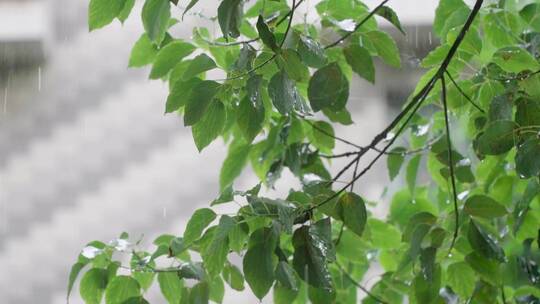 被雨淋湿的树叶