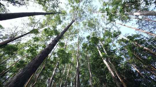 森林小溪 森系美女感受自然 树林视频素材模板下载