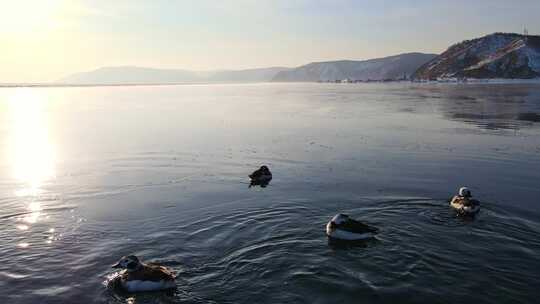 长尾鸭在湖面上游泳