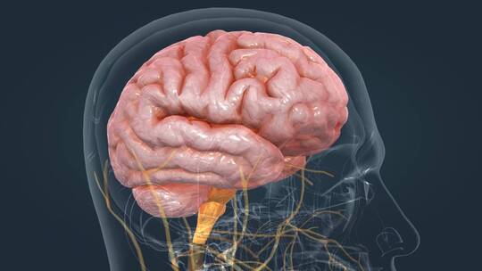 医学动画人体器官大脑中枢神经全息三维动画