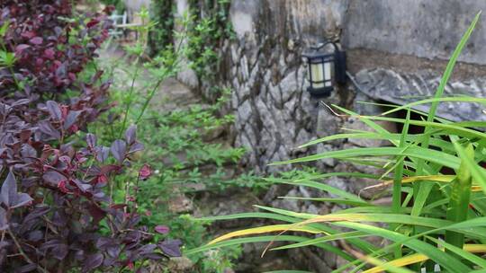 绿植特写古建筑一角