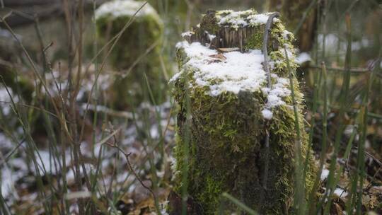 雪中长满青苔的木桩