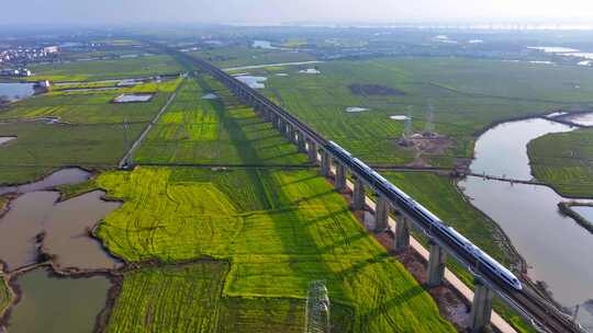 高铁 动车 复兴号和谐号穿过万亩油菜花海