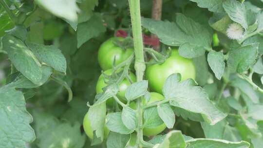 农业大棚西红柿种植番茄温室瓜果蔬菜3