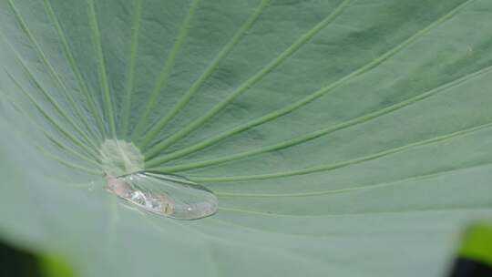 荷花 荷叶 荷花池视频素材模板下载