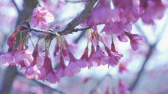 樱花蜜蜂采花和茶园风光