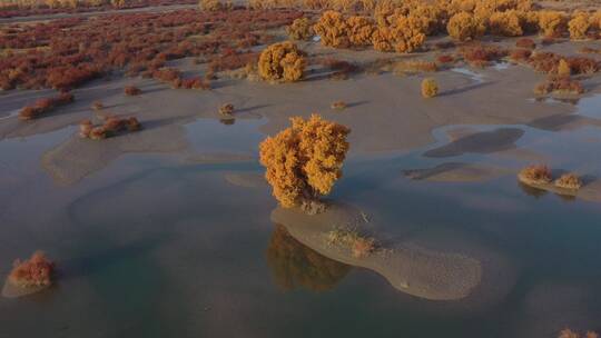 南疆胡杨林、水中胡杨、罗布淖尔湿地胡杨