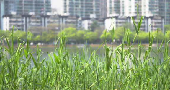 春季公园湖面阳光微风吹动着生长出香蒲嫩芽