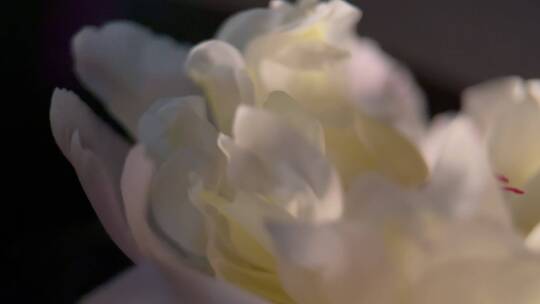 【镜头合集】微距鲜花摄影富贵芍药洋牡丹