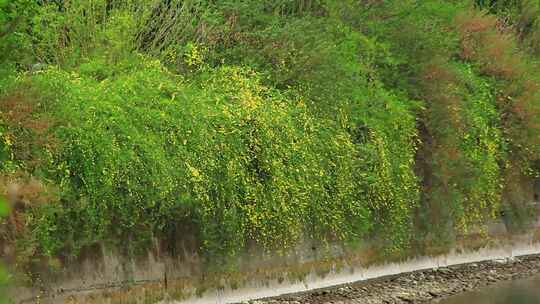 春天河岸盛开的迎春花小黄花实拍片段