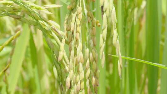水稻田中的样秧苗清新自然风景视频素材模板下载