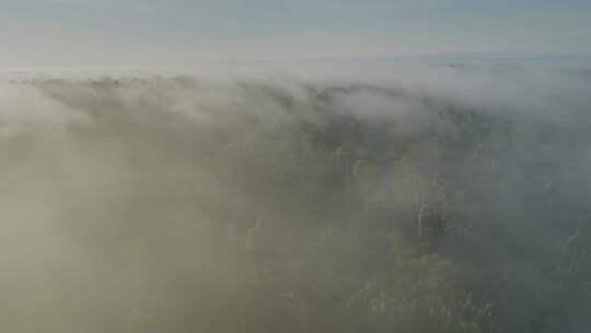 森林云海鸟瞰全景