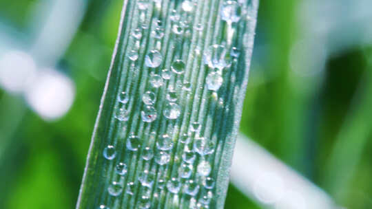 植物叶片水珠微距特写