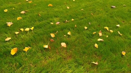 黄叶秋天地上的银杏叶