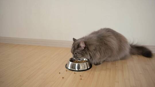 可爱猫咪吃猫粮