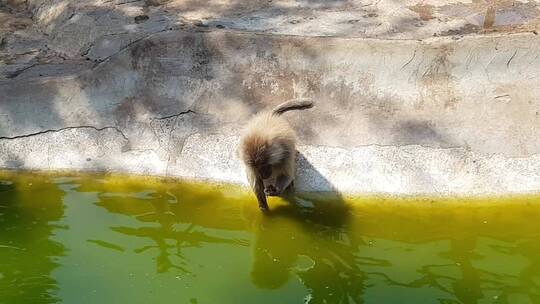 在池塘觅食的猴子