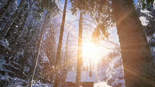下雪天阳光照射森林景观