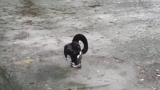 站在冰面上的黑天鹅在梳理羽毛