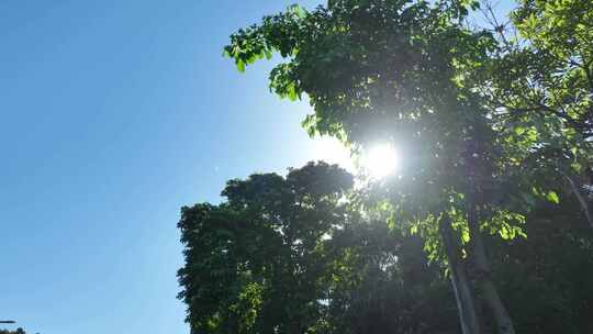 阳光穿过树枝照射阳光透过树叶阳光穿过树叶