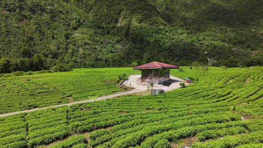 西藏林芝墨脱县果果塘茶叶种植航拍自然风光