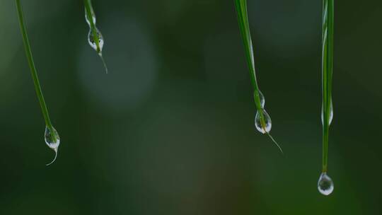 下雨雨滴水滴植物特写水滴落下