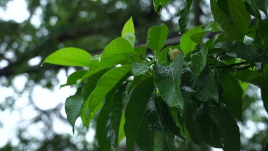 下雨天植物水滴唯美空境雨景