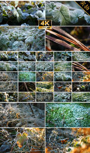 霜冻 霜 冰霜融化 立春霜降立冬小寒大寒高清在线视频素材下载