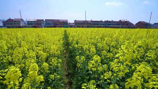 油菜花合集