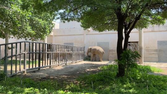 公园里大象吃草旁边象来偷视频素材模板下载