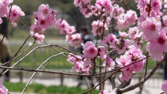 微距特写鲜花桃花粉色花朵