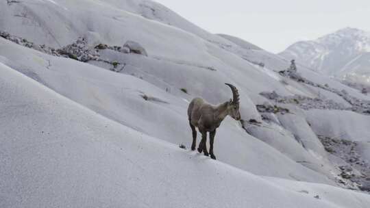 斯坦博克、野山羊、山羊、雪