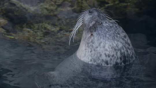 斑点海豹，水族馆，水，意大利