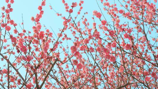 梅花节梅花开放春天来了气温回升