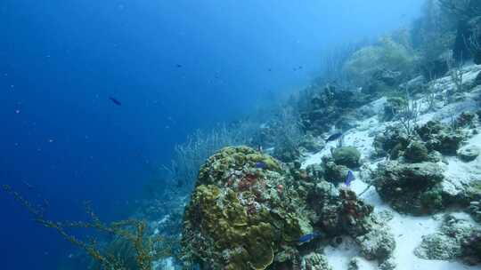 鱼类、珊瑚礁、海底、水下