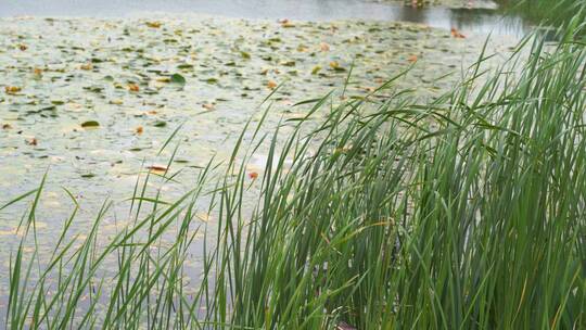 湖边水草风吹芦苇大河江河江边湖泊湖畔岸边